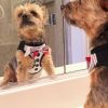 American River Ultra Choke Free Dog Harness Tuxedo
