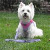 Soft Pull Elastic Dog Leash